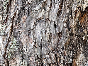 Uneven bark on old trunk of apple tree close up