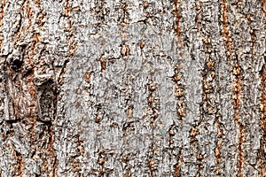 Uneven bark on old trunk of boxelder maple tree