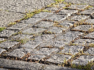 Uneven bricks floor around pine tree damaged by growth and careless