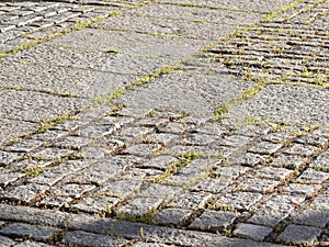 Uneven bricks floor around pine tree damaged by growth and careless