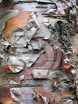 Uneven layered reddish-brown texture of bird cherry bark. Thin layers of bark hang from the tree.