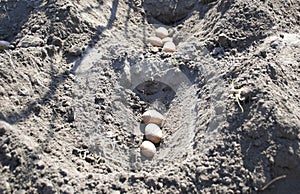 uneven rows with holes in the ground in which potato seeds are planted