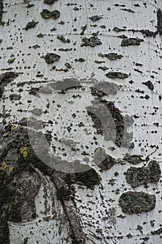 Uneven surface of grey bark of silver poplar