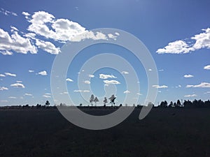 unexpected appearance of trees among fields