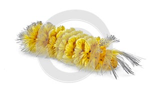 unexpected cycnia tiger Moth caterpillar - Cycnia inopinatus - United States. Orange yellow color hair tufts with long dark black