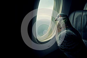 Unexpected Passenger: A Pigeon\'s Window Seat View