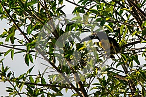 An unexpected winged visitor: Razor-billed Toucan Pteroglossus torquatus