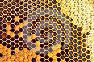 Unfinished honey in honeycombs