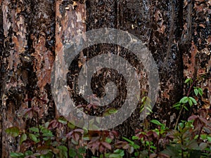 Unfinished Pine board with Green leaves, Natural Log Siding, Lodgepole Pine, Pine, Spruce or Aspen, cut, close-up, bark