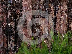 Unfinished Pine board with Juniper, cut, close-up, bark, knots, texture of bark wood use as natural background, old