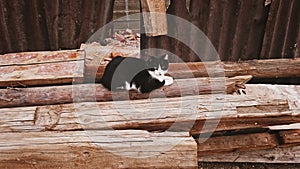 Unflappable street cat is sitting by old logs in the ghetto