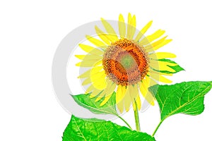 Unflower isolated on white background