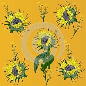 Unflowers and buttercups isolated on yellow