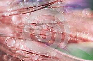 Unfocused background with dandelion down and water drops. Abstract macrophotography. Selective focus