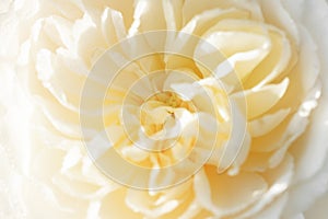 Unfocused blur cream color English rose petals, abstract romance background