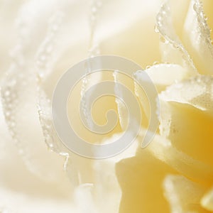 Unfocused blur cream color English rose petals, abstract romance background