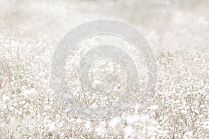 Unfocused blur flower background. Floral backdrope. photo