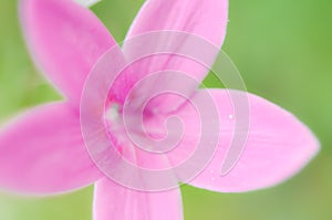 Unfocused blur flowers  background