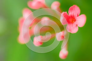 Unfocused blur flowers  background