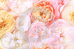 Unfocused blur rose petals, abstract romance background, pastel and soft flower card