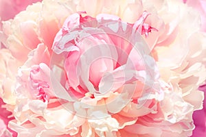 Unfocused blur rose petals, abstract romance background, pastel and soft flower card