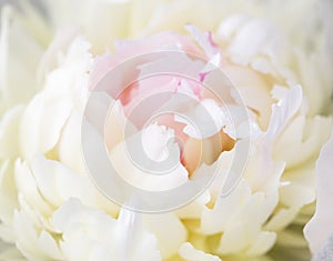 Unfocused blur rose petals, abstract romance background, pastel and soft flower card