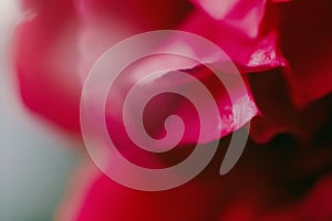 Unfocused blur rose petals. flower of red rose close-up. Natural background. pastel and soft flower card