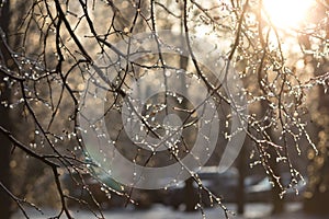 Unfocused branches with melted ice on it with warm sunligh on right corner in winter photo