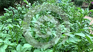 unfocused field of green potato plants