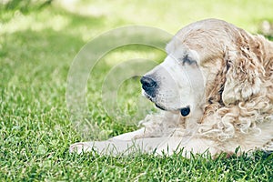 An unfocused Labrador Retriever in close-up against a background of green grass and sunlight. With space to copy