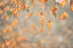 Unfocused nature background of the autumn forest close-up, through the branches of trees. Beautiful close-up of falling