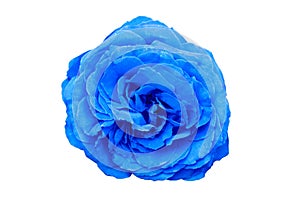 Unfolded blue rose Flower with green leaves, close-up, isolated on a wh