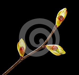 Unfolded buds on twig