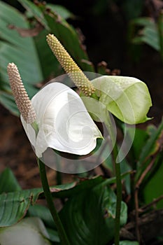 Unfolded Flowers