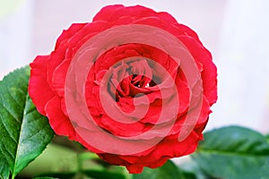 Unfolded red rose flower with green leaves, close-up