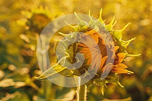 Unfolded sunflower flower head in cultivated field in summer