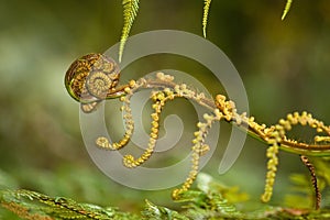 Unfolding Fern