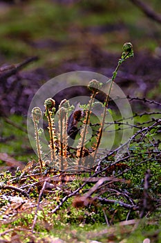 Unfolding fern fiddles growing up ,forest floor, with unsharp background in the morning sunlight shallow depth of field photo