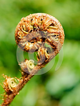 Unfolding fern frond