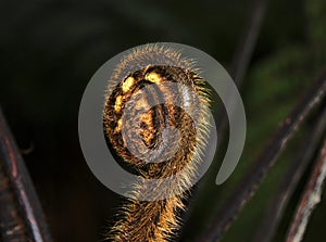 Unfolding fern frond