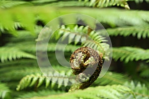 Unfolding fern frond