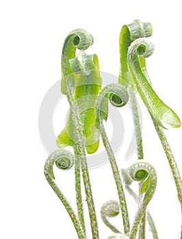 Unfolding fern fronds