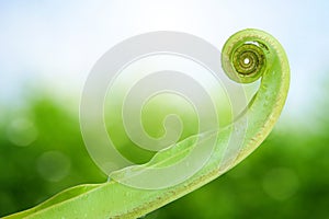 Unfolding fern leaf photo