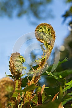 Unfolding Fibonacci Spiral photo