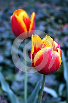 Unfolding Tulips