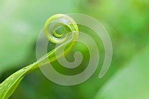 Unfolding young fern leave