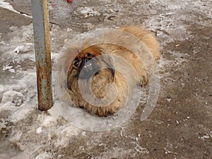 An unfortunate abandoned pug dog lies on frozen ground or in the snow. The dog does not have one eye. Long red hair and drooping