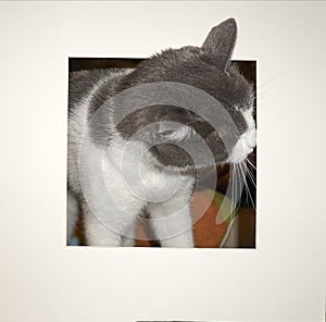 Unframed cat portrait