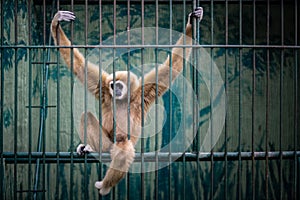 Unfreedom Gibbon Clanging inside of the Cage at the Zoo. Sad Feeling