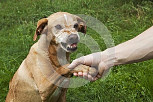 Unfriendly hand and paw shake.